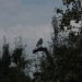 mini-IMG_1286